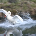 Oiseaux aux Grangettes - 048